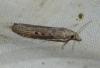 Lamoria zelleri